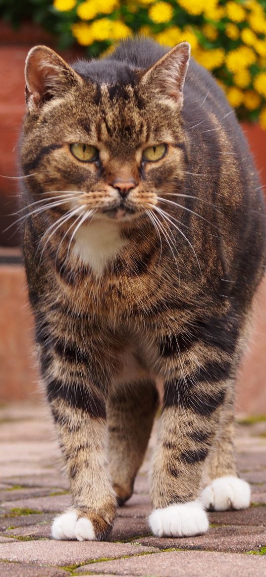 cat, tabby, walk