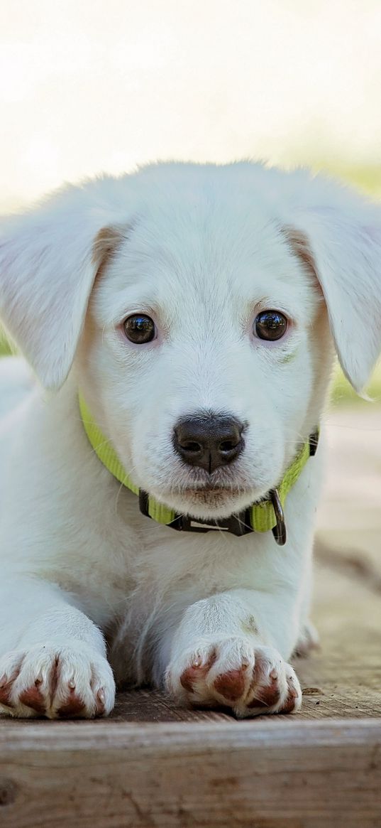 puppy, dog, lying, white