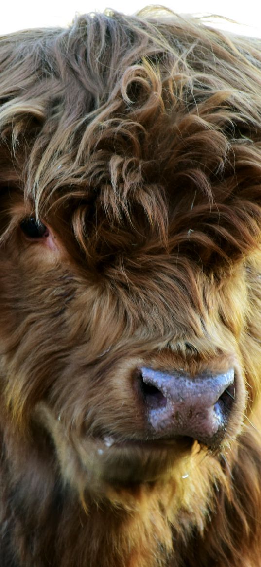 highland, cow, horns