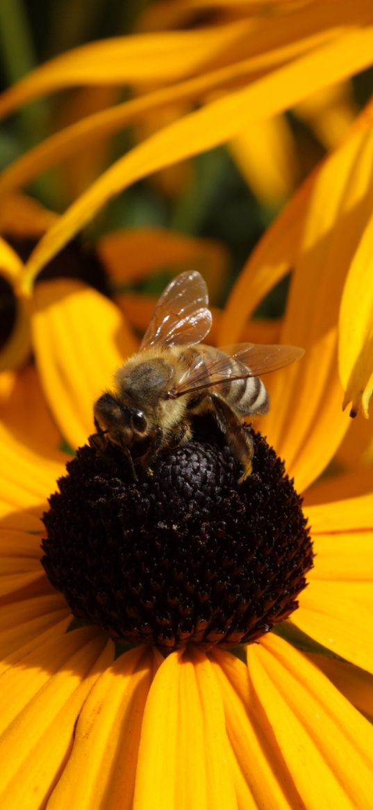 echinacea, flower, bee, pollination