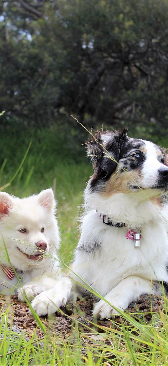 dog, pedigree, photoshoot