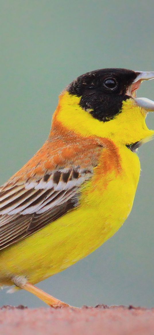 yellowhammer, bird, beak