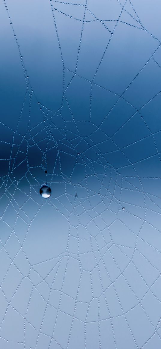 spider web, close-up, drops