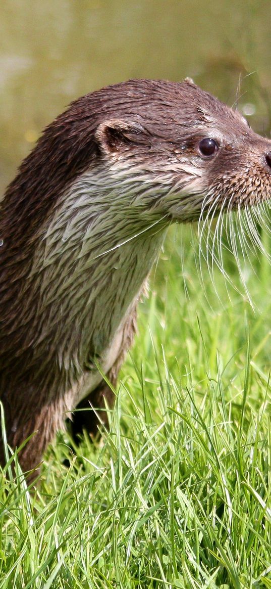 otter, wet, grass