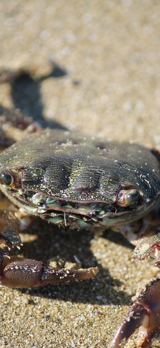 crab, sand, claws