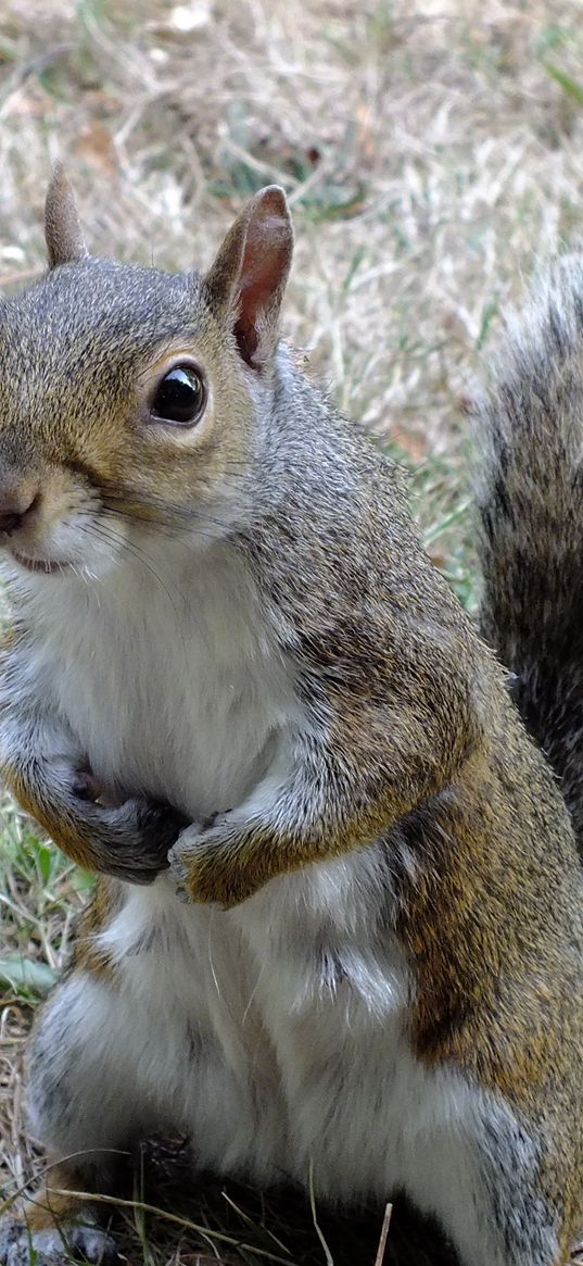 squirrel, standing, grass