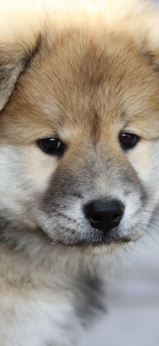 eurasier, puppy, dog