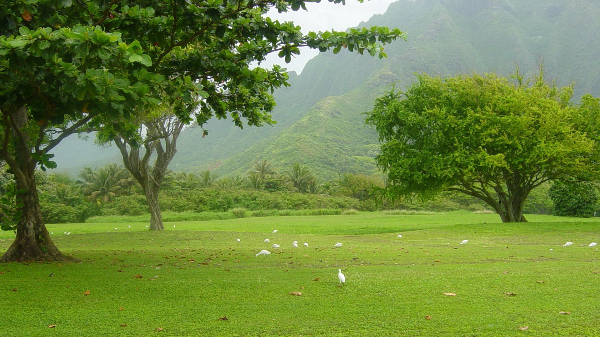 trees, greens, birds, fog, morning