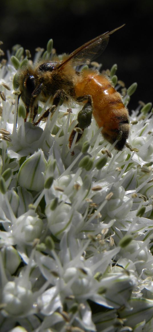 bee, allium, pollination, flower