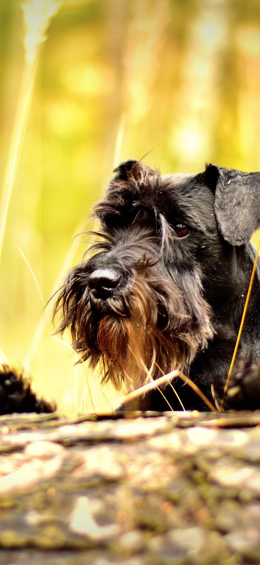 miniature schnauzer, schnauzer, dog, muzzle
