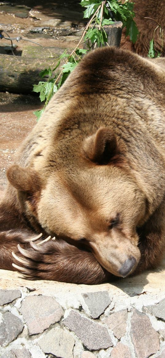 bear, brown bear, lying, nature reserve