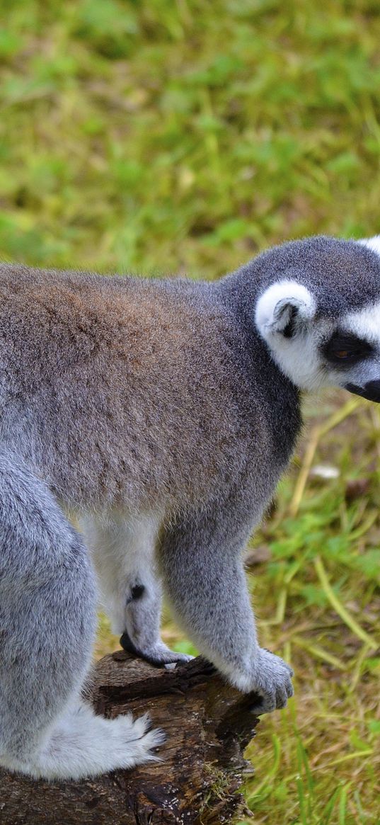 lemur, tail, striped, walk