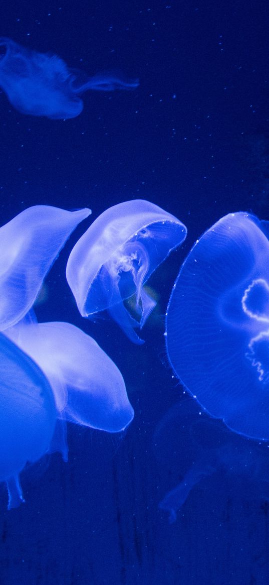 jellyfish, underwater, tentacles