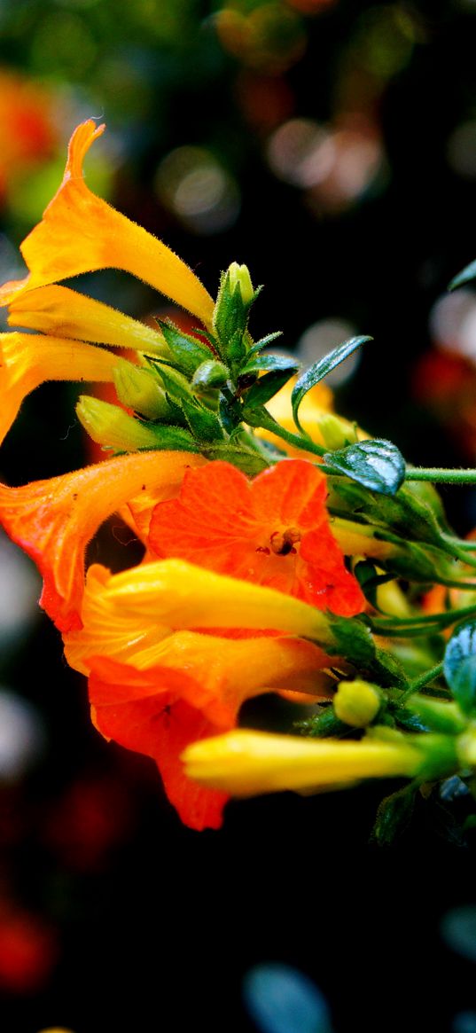 flowers, buds, closeup, branch