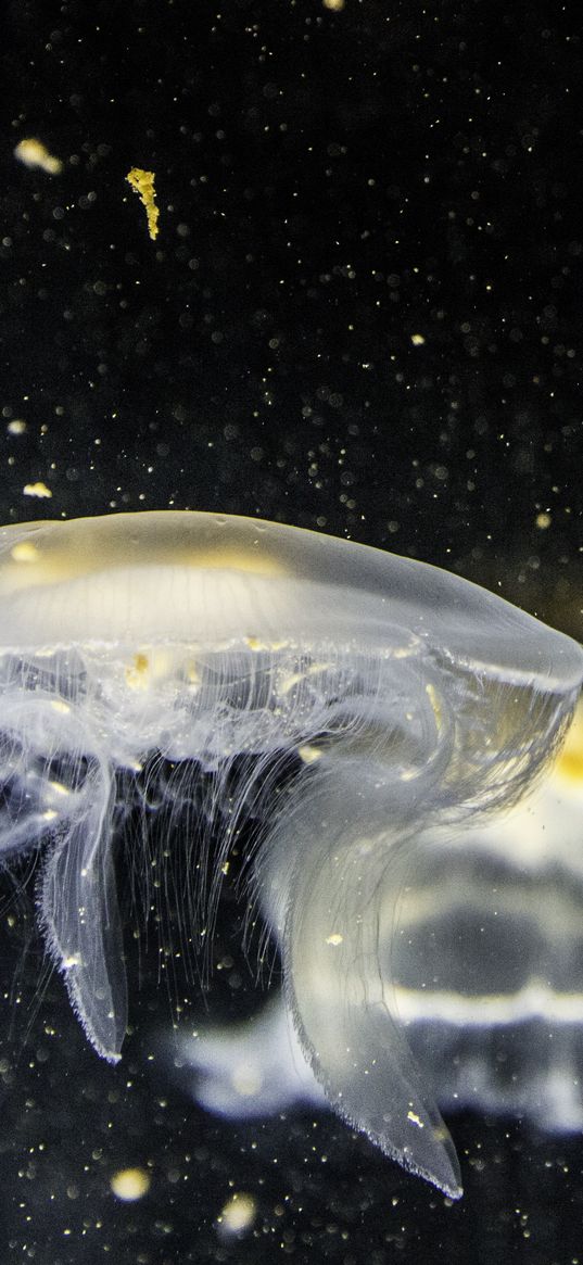 jellyfish, underwater, tentacle, closeup