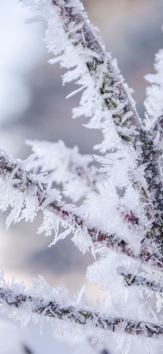 branch, hoarfrost, frost, snow