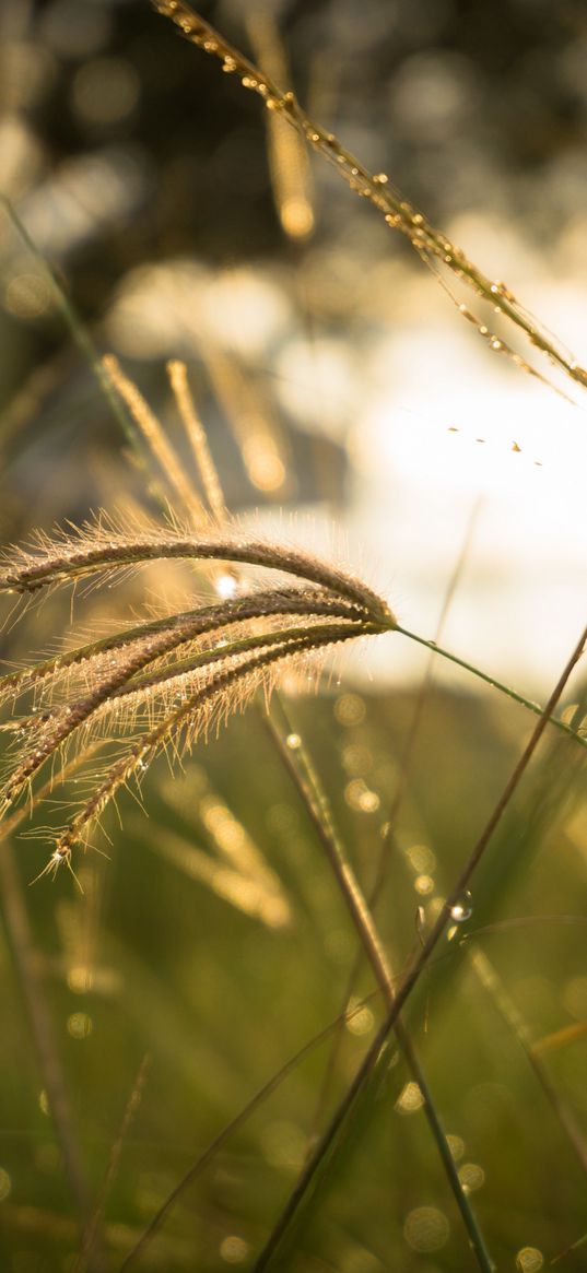 grass, sunlight, close-up