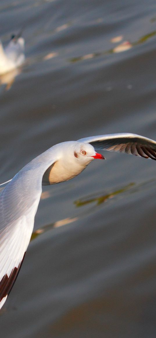 seagulls, birds, flying, flapping