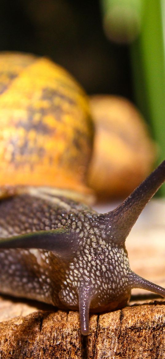 snail, shell, antennae, close-up