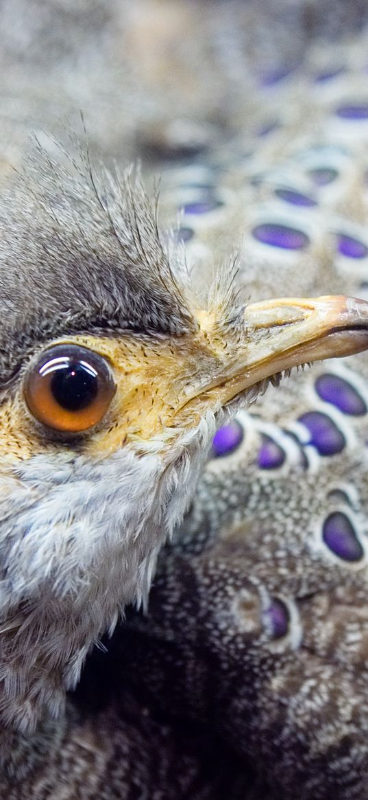 peacock, bird, beak, color