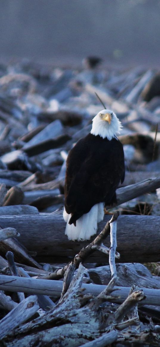 eagle, vulture, bird