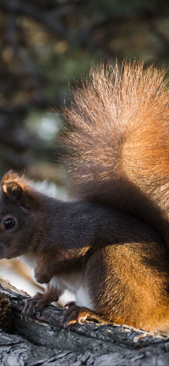 squirrel, tree, pine cone, bushy tail