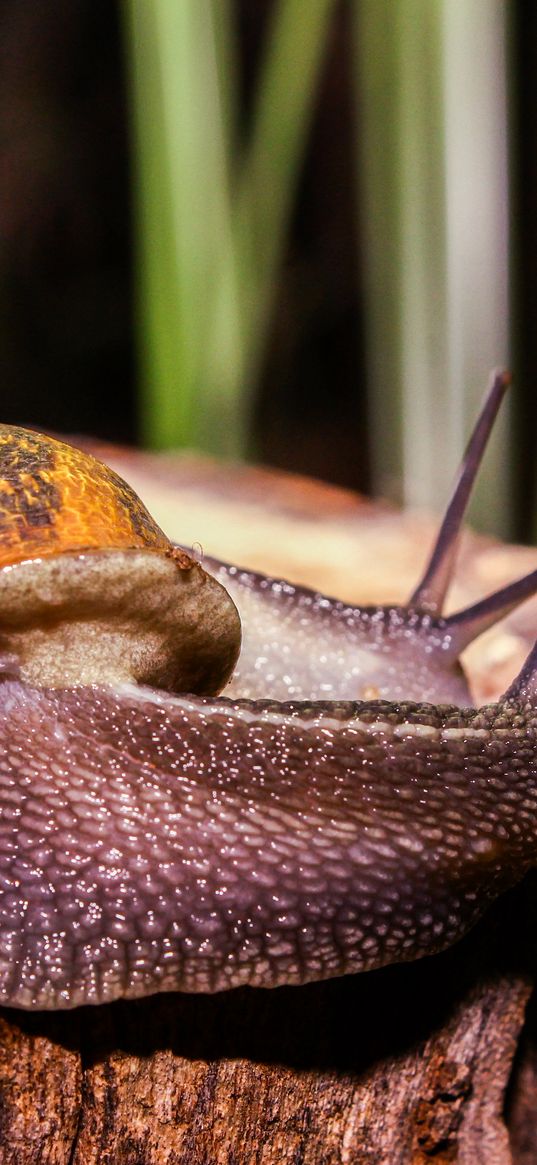 snails, large, antennae