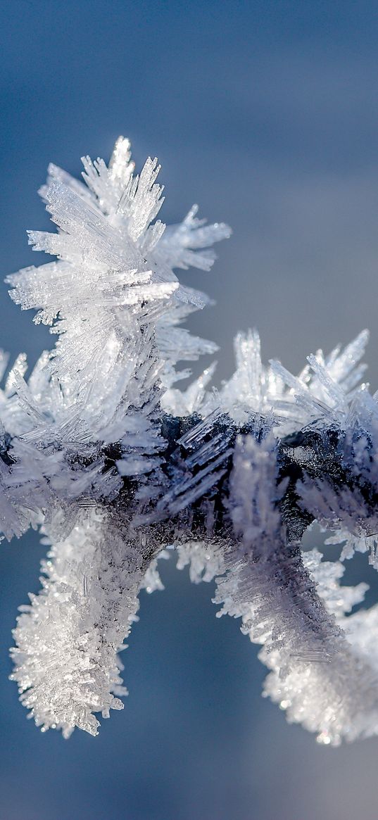 hoarfrost, frost, branch, winter