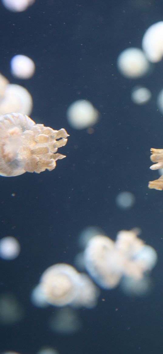 jellyfish, underwater, tentacles