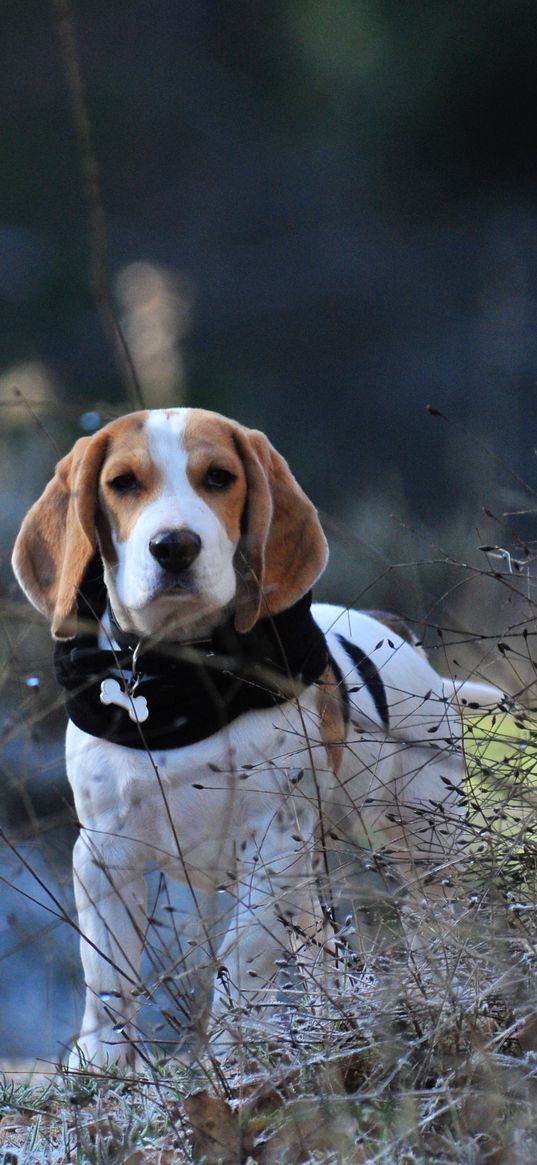 beagle, dog, walk