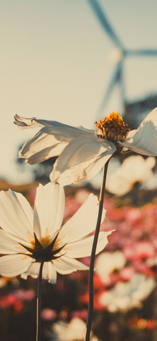 kosmeya, flowers, field, light