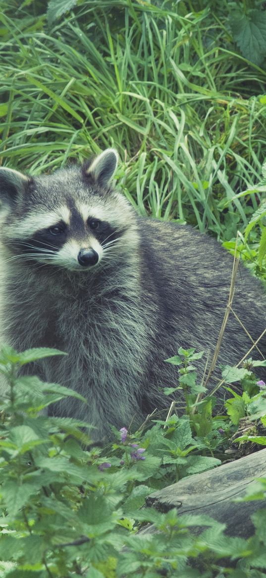 raccoon, forest, grass