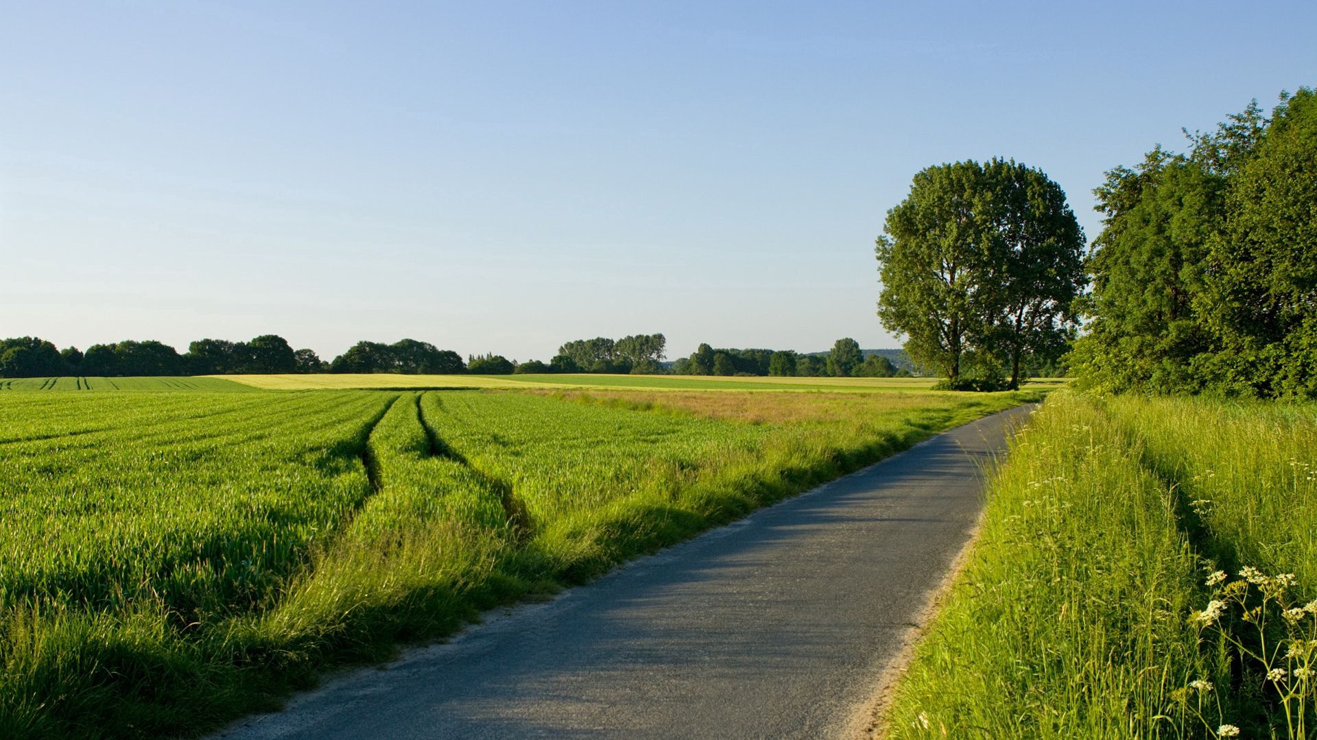 road, field, greens, traces, asphalt, trees