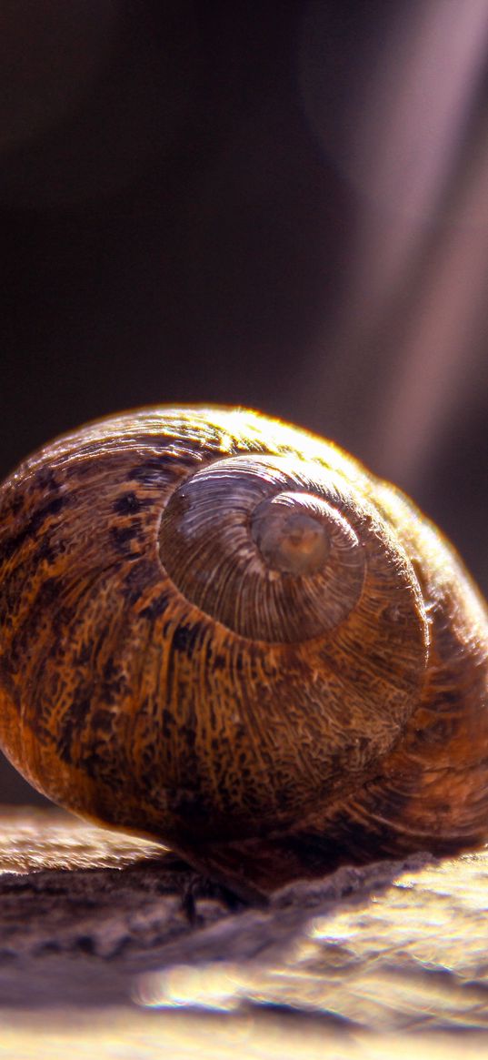 snail, shell, close-up