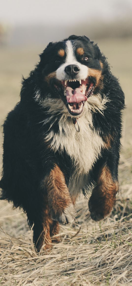 bernese mountain dog, bernese shepherd, dog, runs