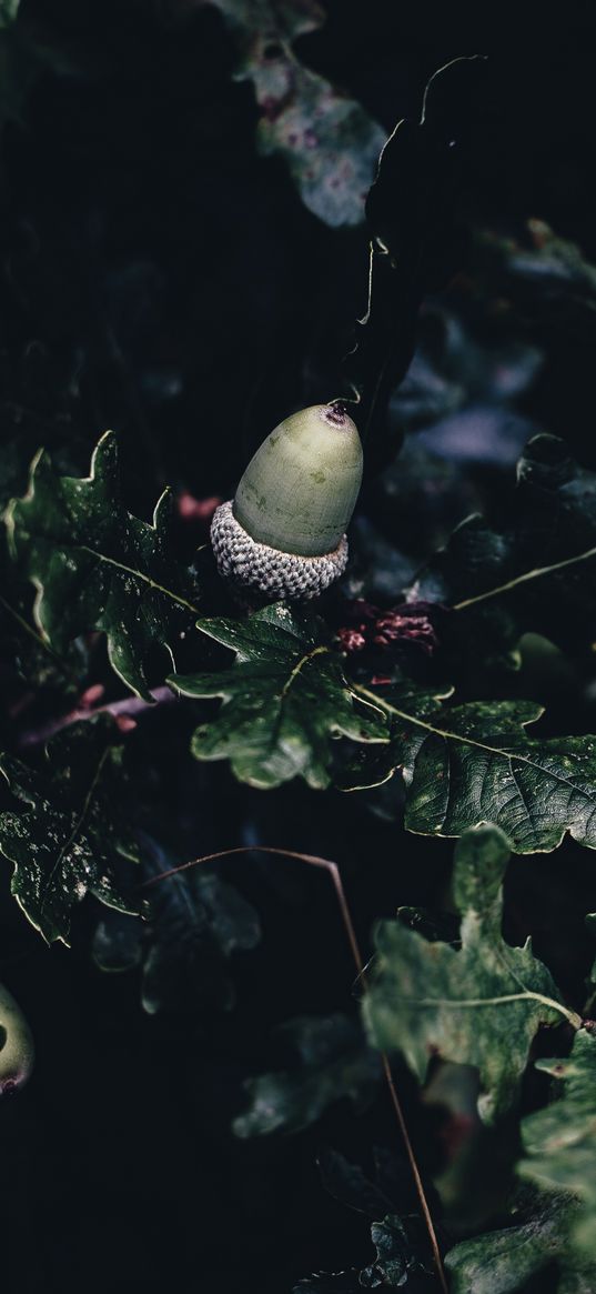 acorn, oak, branches