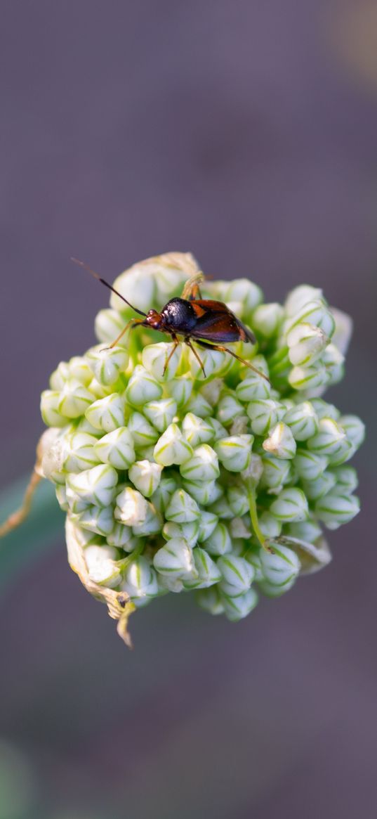 beetle, flower, macro