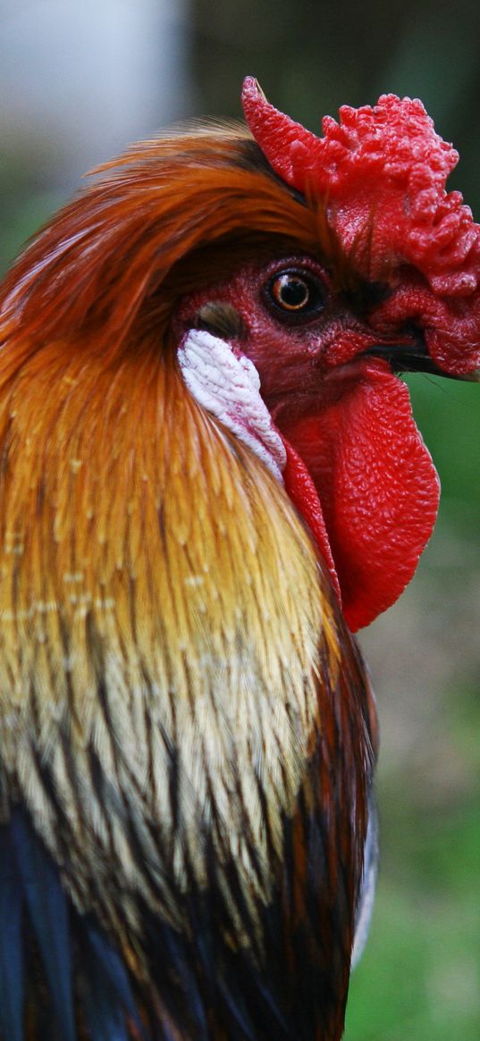 rooster, bird, profile