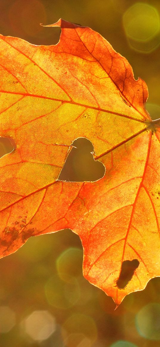 maple leaf, autumn, heart