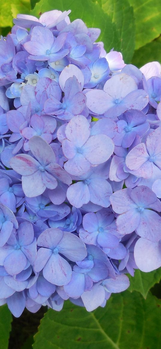 hydrangea, shrub, lilac