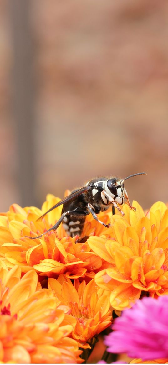 bee, flowers, pollination