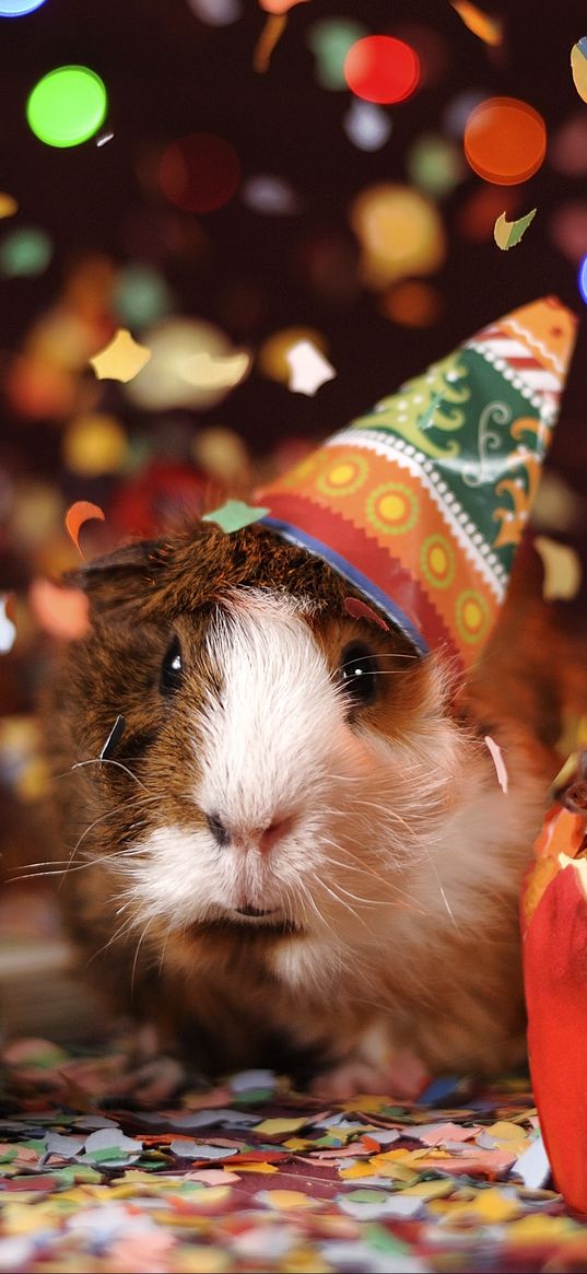 guinea pig, holiday, multicolored