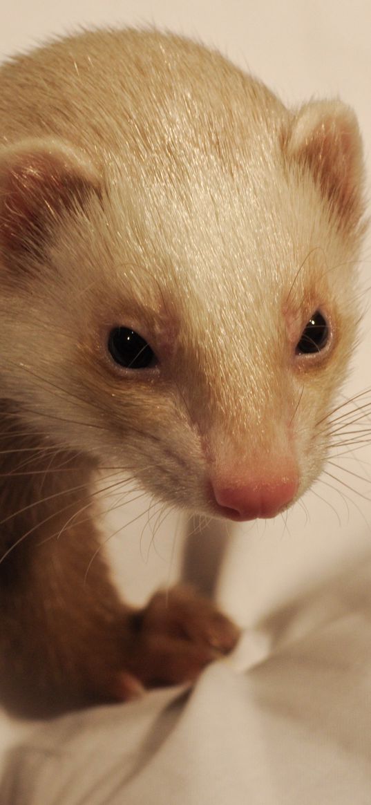weasel, muzzle, mustelidae