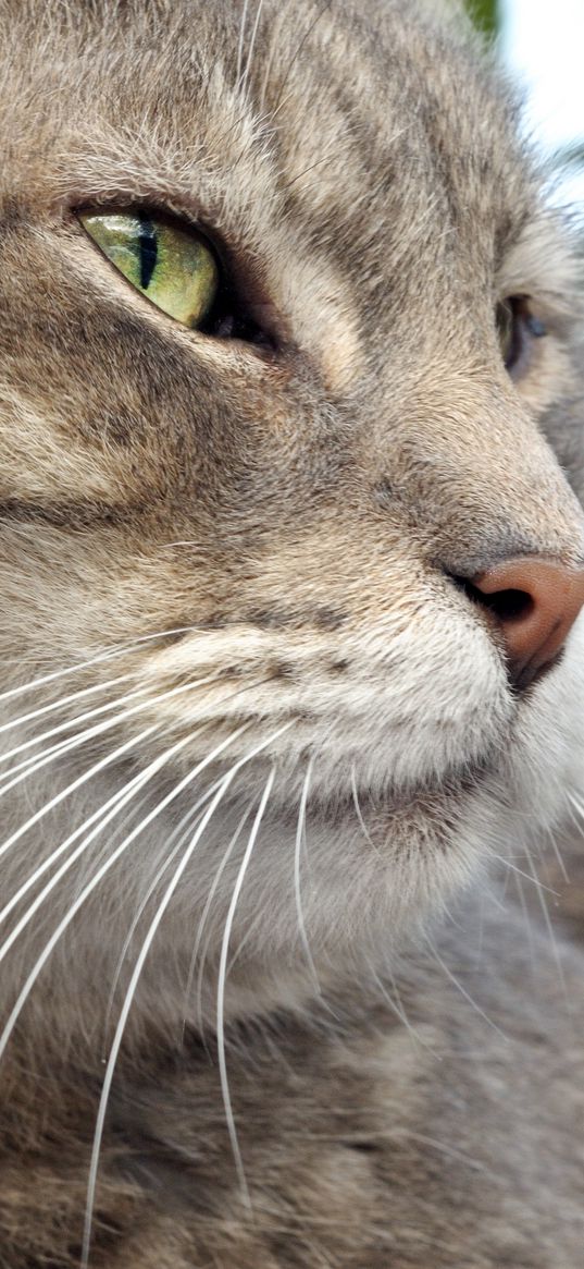 cat, muzzle, tabby, whiskers, nose