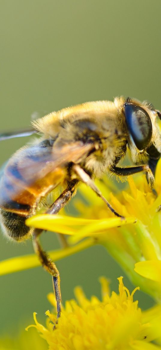 bee, flower, pollination, closeup