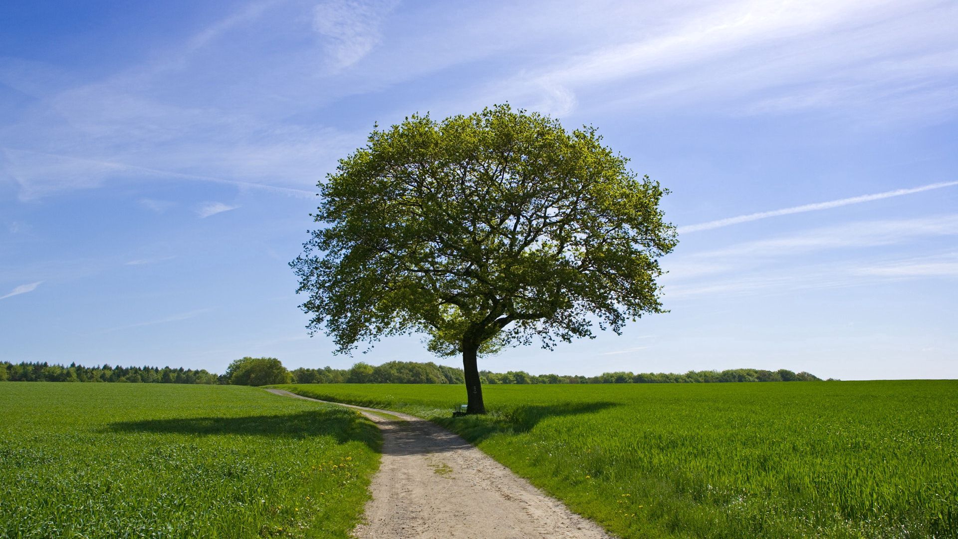 tree, road, shade, field