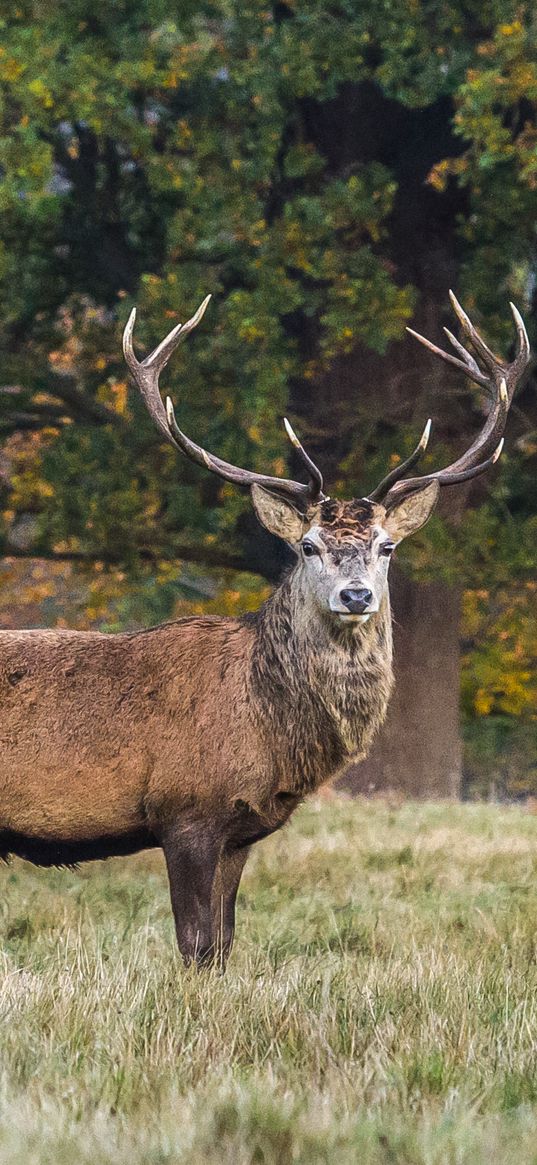 deer, stand, grass