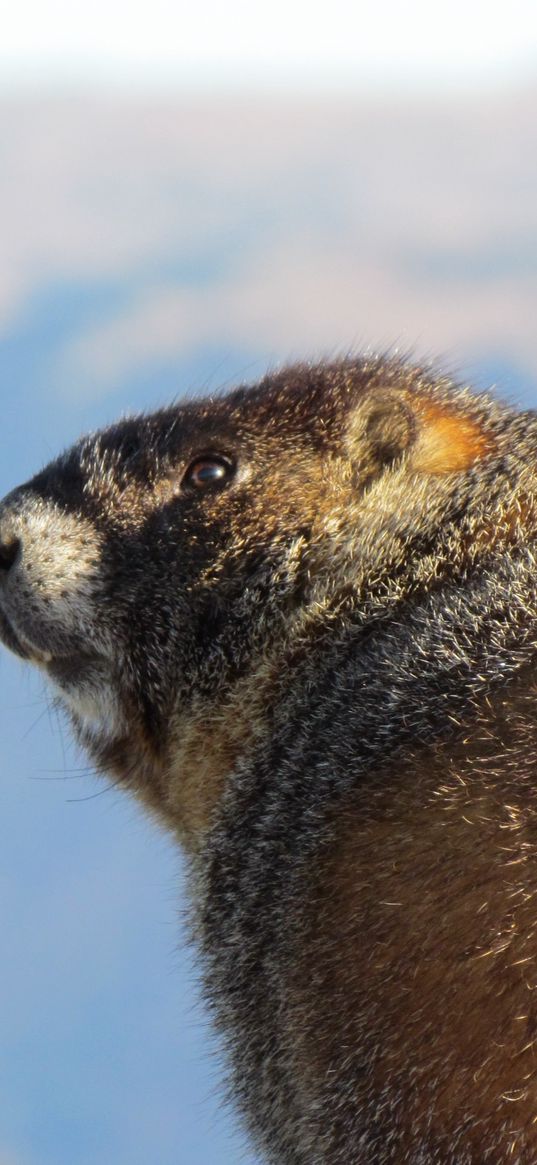 marmot, thick, cool