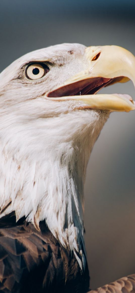 eagle, bald eagle, head, beak