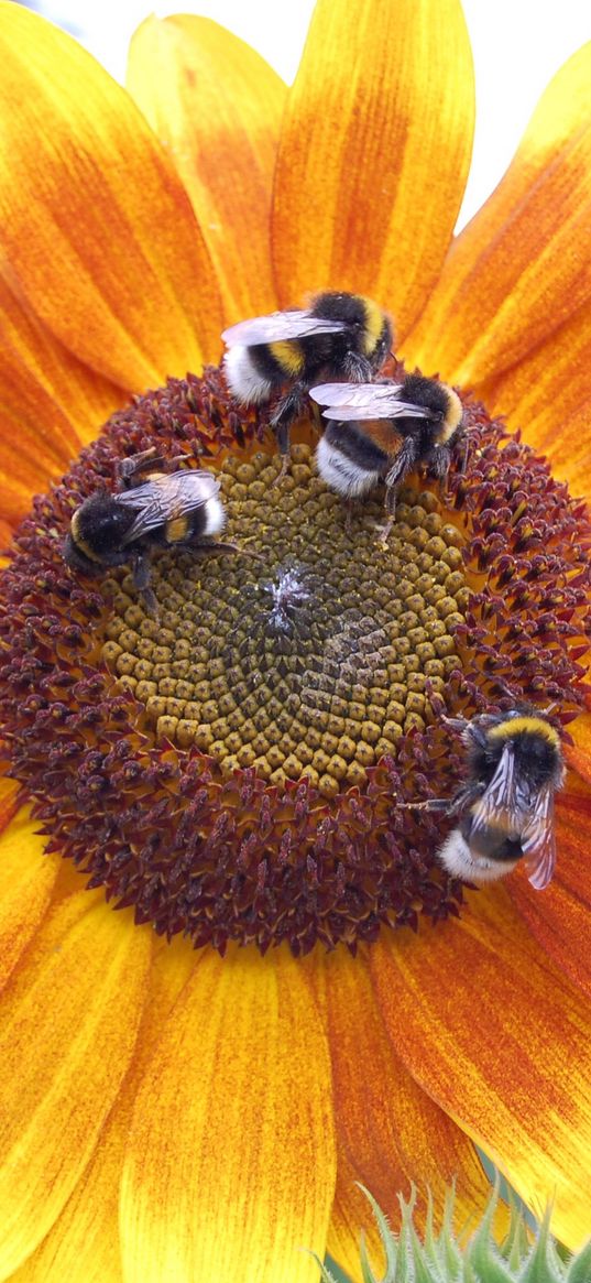 sunflowers, bumblebees, flowers, insects